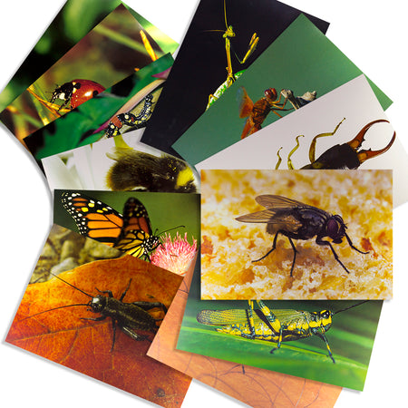 Animals and Insects Posters Mega Set