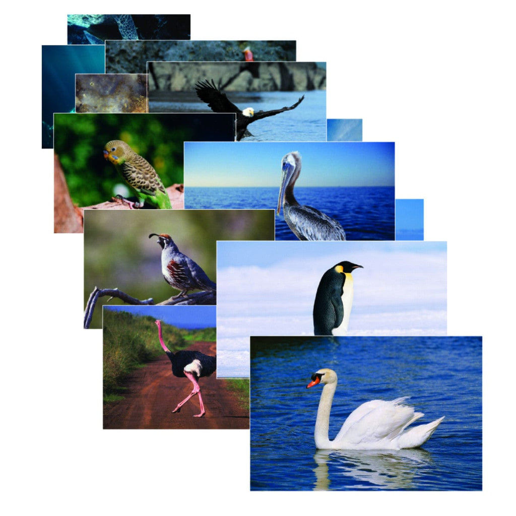 Bird Picture Posters for language development