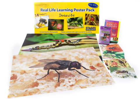 Insects & Bugs Theme Kit